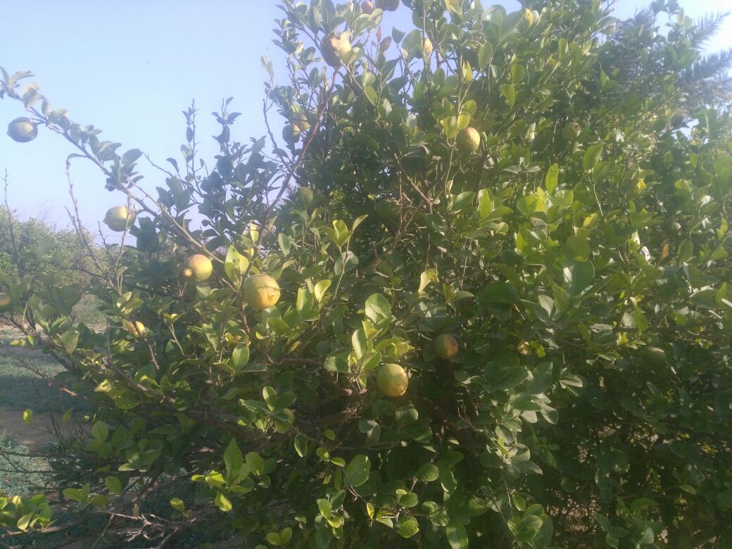 أرض زراعية